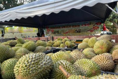 Penjual Durian Di Malaka Dapat Pujian karena Harga Setara untuk Warga Lokal dan Turis