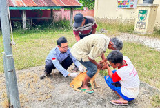 Puluhan Hewan Penular Rabies Disuntik Vaksin 