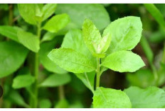 9 Manfaat Daun Beluntas  Salah satunya Mengontrol Gula Darah