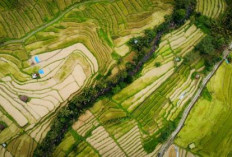 Sistem Subak Bali: Harmoni Tradisi, Alam, dan Kehidupan Sosial yang Menjadi Warisan Dunia