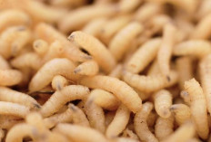 Mengenal Penyakit Myiasis, Infeksi Hewan yang Serang Nenek di Meksiko   