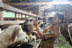 Tidak Ditemukan Ternak Sakit, DKPP Pesbar Pastikan Hewan Kurban Aman