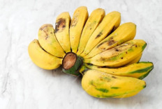 Manfaat Pisang Kepok Untuk Kesehatan, Lebih Dari Sekedar Buah 