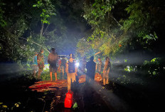 Longsor dan Pohon Tumbang,  Arus Lalulintas di Jalur Liwa-Krui Lumpuh 6 Jam 