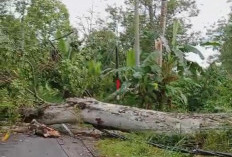 Selain Timbulkan Kemacetan, Pohon Tumbang Dicanggu Sebabkan Jaringan Listrik Padam