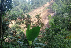 Dua Warga Desa Tumbang Mahuroi Hilang Tertimbun Longsor di Lereng Bukit Darajoi