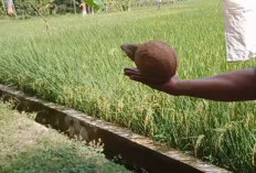 Ini Penjelasannya, Mencari Lokasi Mata Air di Bawah Tanah dengan Menggunakan Kelapa: Mitos atau Fakta 