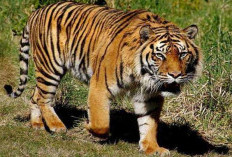 Harimau Sumatera (Panthera Tigris Sondaica) dan Asal Usul 