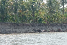 Bencana Mengancam, Warga Pekon Suoh Minta Pemerintah Segera Tangani Erosi Aliran Sungai Way Semangka