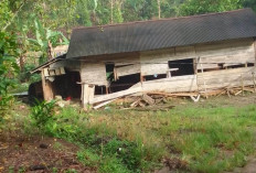 Gajah Liar Rusak Rumah  Warga Pekon Hantatai, Satgas Pantau pergerakan