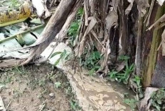 Kebocoran Pipa Transmisi, Distribusi Air Bersih Sukau–Liwa Terganggu Sepekan