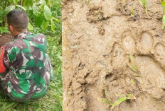 Warga Pekon Sukamarga Dikejutkan Dengan Munculnya Harimau Sumatera yang Memangsa Babi Hutan.