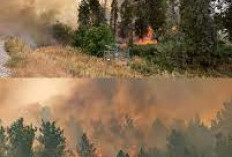 Kebakaran Hutan Dekat Yerusalem Masuk Keadaan Darurat Nasional