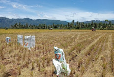 Memasuki Panen Raya Padi,  Hasil Melimpah-Harga Stabil