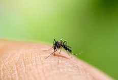 Lagi Marak, Begini Cara Penularan dan Pencegahan Penyakit Chikungunya