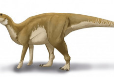 Spesies Dinosaurus Baru Ditemukan di Colorado: Enigmacursor mollyborthwickae Tambah Daftar Penghuni Jurassic