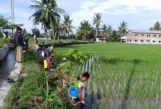 Dorong Produktivitas Padi, DKPP Pesbar Gencarkan Pengendalian Hama