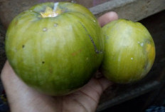 Manfaat Buah Rambai untuk Kecantikan