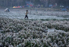 Fenomena Embun Beku di Musim Kemarau: Cantik tapi Berisiko Gagal Panen