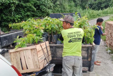 Mendorong Kemandirian Ekonomi,  Pekon Sukamulya Bagikan Ribuan Bibit Alpukat