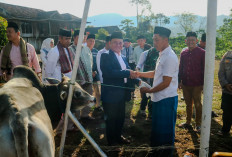 Wabup Mad Hasnurin Serahkan Hewan Kurban Satu Ekor Sapi di Sukamakmur