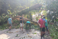 Tim Gabungan Bersihkan Pohon Tumbang di Jalan Penghubung Lampung-Bengkulu
