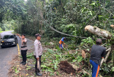 Rentan Pohon Tumbang,  Ingatkan Pengendara Waspada Lintasi Hutan