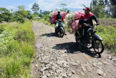 Jalan Rusak Hambat Laju Aktivitas Pertanian di Talang Tengah 