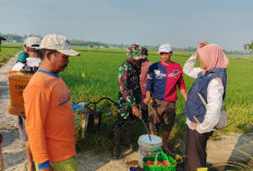 Tangkal Serangan Wereng, Babinsa dan Penyuluh Bersatu  Selamatkan Sawah Petani 
