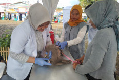 DKPP Siapkan Kegiatan  Vaksinasi Rabies Gratis