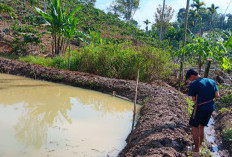 Kelola 20 Persen Dana Desa,  BUMDes Argo Jaya  Budidaya Ikan Nila 