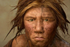 Neanderthal: Kerabat Manusia Purba yang Menyisakan Jejak di DNA Kita
