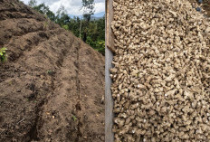 Hadirkan Nilai Ekonomi Baru,  Lombok Timur Tanam Jahe Gajah