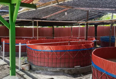 Way Nukak Galakkan  Budidaya Ikan Lele