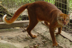Penampakan Langka Kucing Merah Kalimantan Terekam Kembali Setelah 20 Tahun