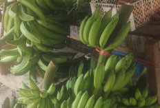 Ternyata...!   Ini Cara Mematangkan Pisang Secara Alami Tanpa Memakai Karbit atau Obat 