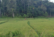 Produksi GKP di Pesisir Barat Rata-rata 5,3 Ton Perhektare