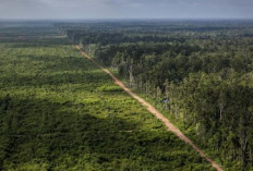 PDIP Ingatkan Risiko Lingkungan,  Rencana Sawit di Papua Diminta Dikaji Matang