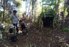 Kandang Jebak dan Kamera Trap Belum Juga Membuahkan Hasil