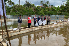 Sudriman Pimpin Penebaran 20.000 Ekor Benih Ikan Nila
