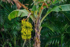 8 Fakta Pohon Pisang yang Jarang Diketahui