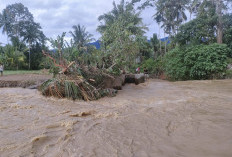 Erosi Sungai Uluhan Rusak Belasan Hektar Sawah di Bumijaya, Pemkab Lambar Segera Bangun Tanggul
