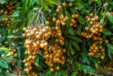 Tips Sukses Merawat Pohon Kelengkeng Agar Menghasilkan Buah Yang Melimpah
