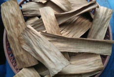 Manfaat Daun Pisang Kering yang Tidak Banyak Diketahui