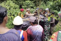 Seekor Harimau Berhasil Ditangkap