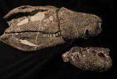Fosil Buaya Purba Pemangsa Dinosaurus Ditemukan di Patagonia