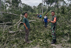 Akibat Pohon Tumbang, Lalu Lintas Sukabumi-Suoh Sempat Lumpuh Total 