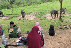 Ekowisata Pemerihan, Pengunjung Bisa Lihat Aktiftas Gajah Sumatera