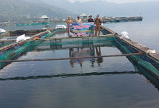 Danau Ranau Jadi Tulang Punggung  Ekonomi-Ketahanan Pangan Warga 