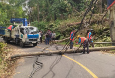 PLN Rayon Liwa Benahi Kabel  Menjuntai di Ruas Liwa–Krui